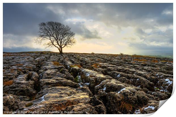 Lone Tree on Limestone Pavement at Sunrise Print by Peter Paterson