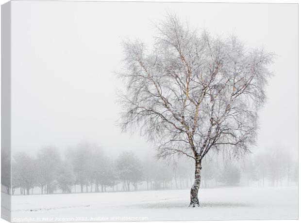 Silver Birch in Snow Canvas Print by Peter Paterson