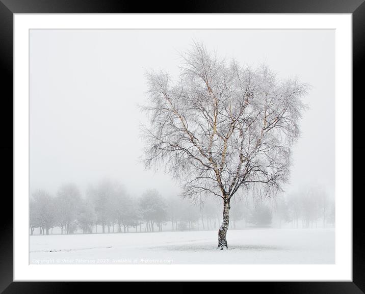 Silver Birch in Snow Framed Mounted Print by Peter Paterson