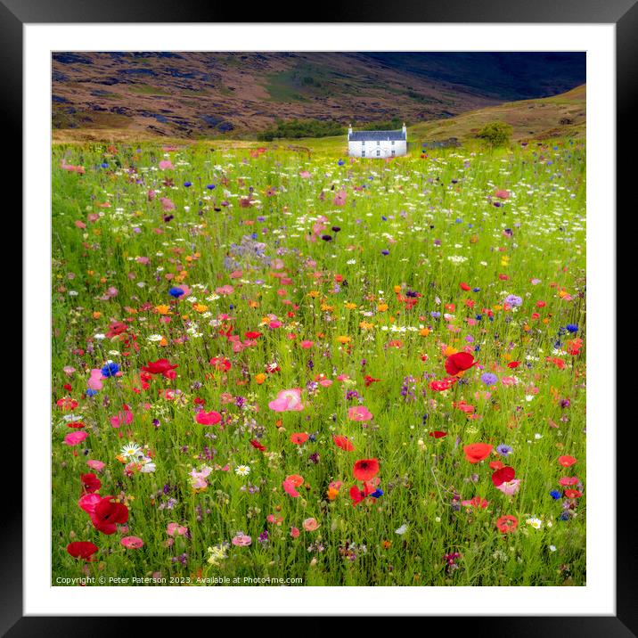 Field of wild flowers in front of cottage Framed Mounted Print by Peter Paterson