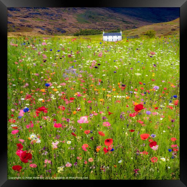 Field of wild flowers in front of cottage Framed Print by Peter Paterson