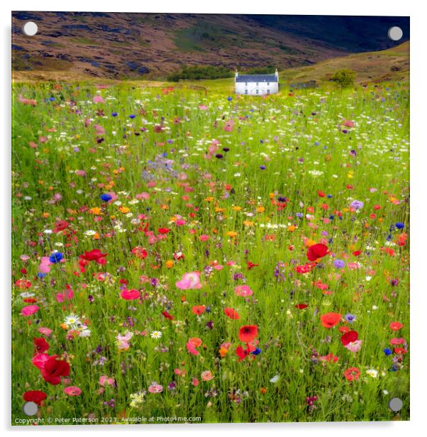 Field of wild flowers in front of cottage Acrylic by Peter Paterson