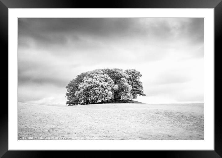 Copse of Trees in Field Framed Mounted Print by Peter Paterson