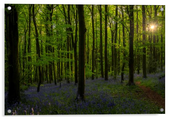 Bluebell forest Acrylic by Sandra Kepkowska