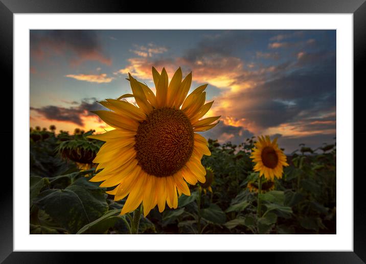 Sunflower Framed Mounted Print by Sandra Kepkowska