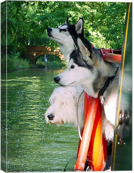 Three Dogs on a Narrow Boat Canvas Print by Terri Waters