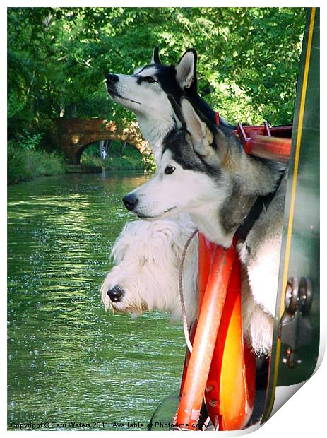 Three Dogs on a Narrow Boat Print by Terri Waters
