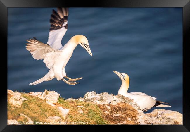 Coming In Framed Print by Darrell Evans