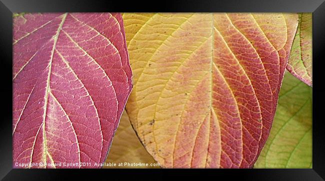Autumn colour range Framed Print by Howard Corlett