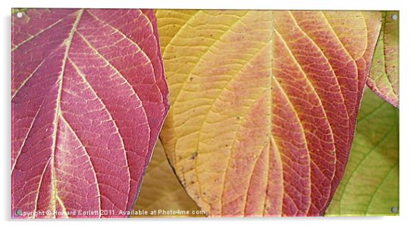 Autumn colour range Acrylic by Howard Corlett