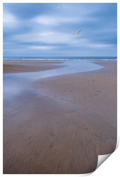 Filey Beach Seagull Print by Tim Hill