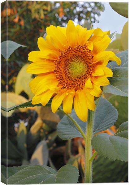Sunflower Canvas Print by Kevin Tate