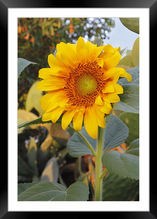 Sunflower Framed Mounted Print by Kevin Tate