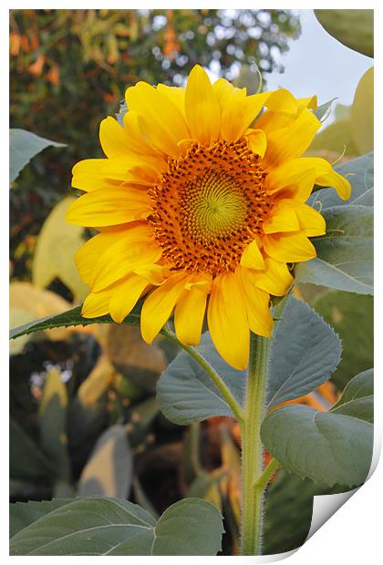 Sunflower Print by Kevin Tate