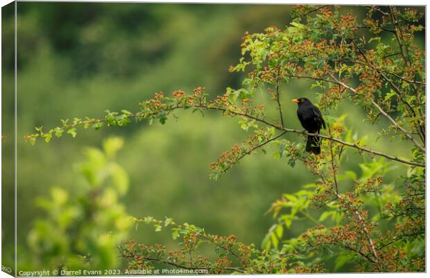 Blackbird in a tree Canvas Print by Darrell Evans