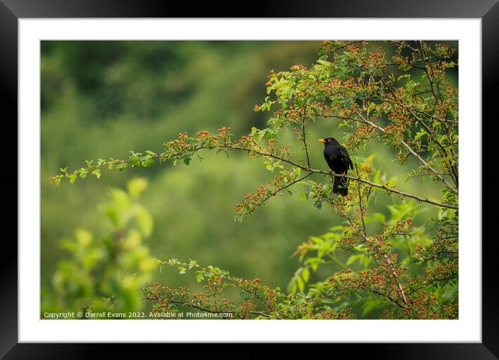 Blackbird in a tree Framed Mounted Print by Darrell Evans