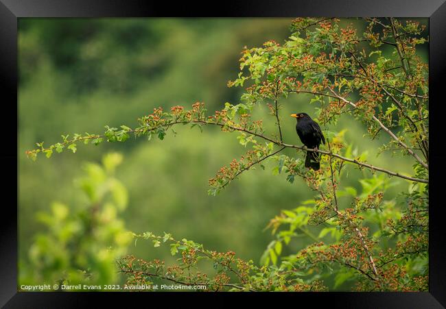 Blackbird in a tree Framed Print by Darrell Evans