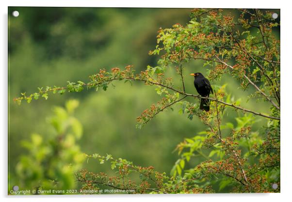 Blackbird in a tree Acrylic by Darrell Evans