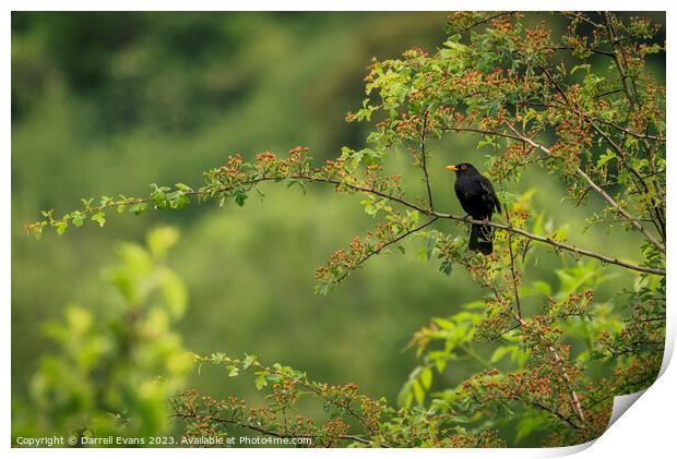 Blackbird in a tree Print by Darrell Evans