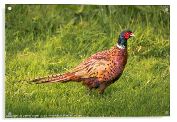 Pheasant on a walk Acrylic by Darrell Evans