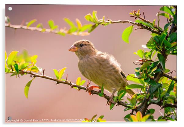 Sparrow Acrylic by Darrell Evans