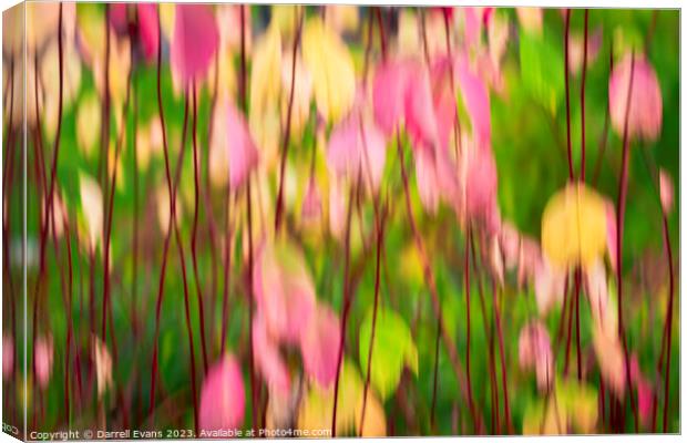 ICM Flowers Canvas Print by Darrell Evans