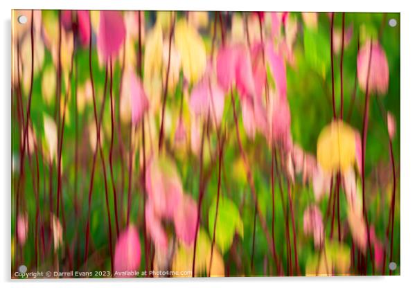 ICM Flowers Acrylic by Darrell Evans
