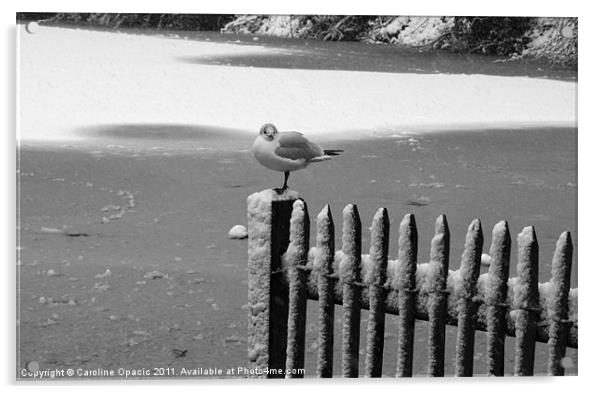 Lonesome bird on the lake Acrylic by Caroline Opacic