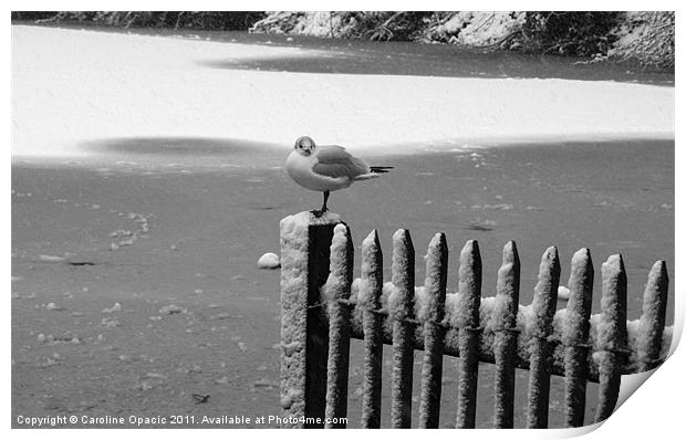 Lonesome bird on the lake Print by Caroline Opacic