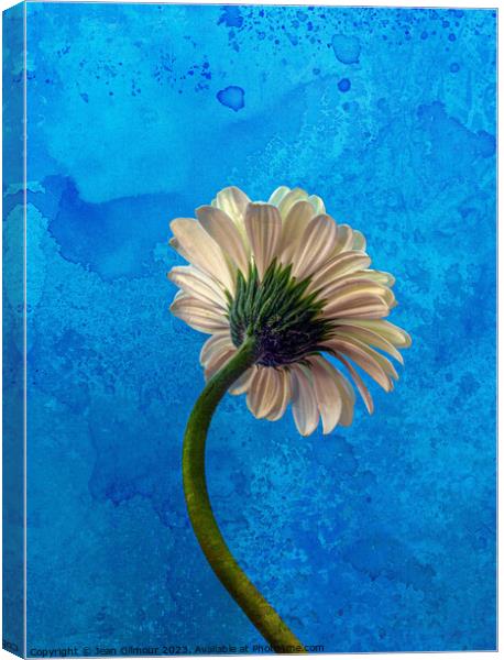 Gerbera on Blue Canvas Print by Jean Gilmour