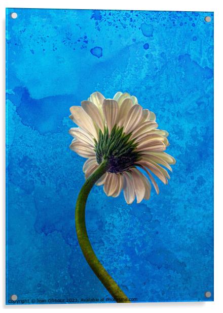 Gerbera on Blue Acrylic by Jean Gilmour