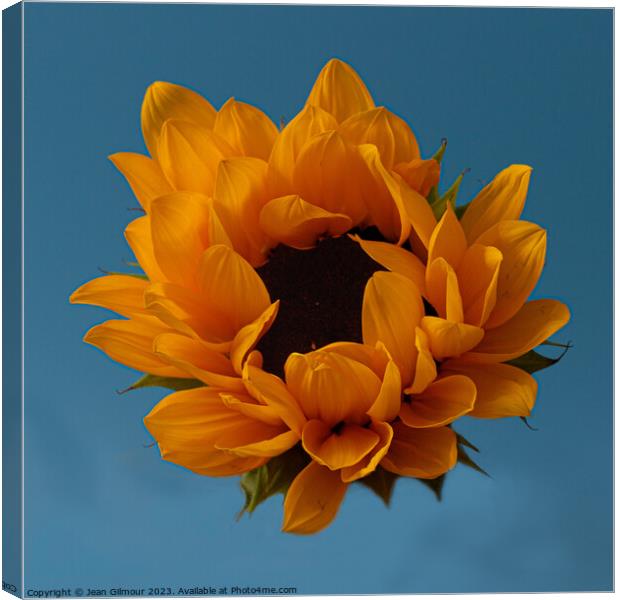 Sunflower Canvas Print by Jean Gilmour