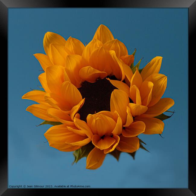 Sunflower Framed Print by Jean Gilmour