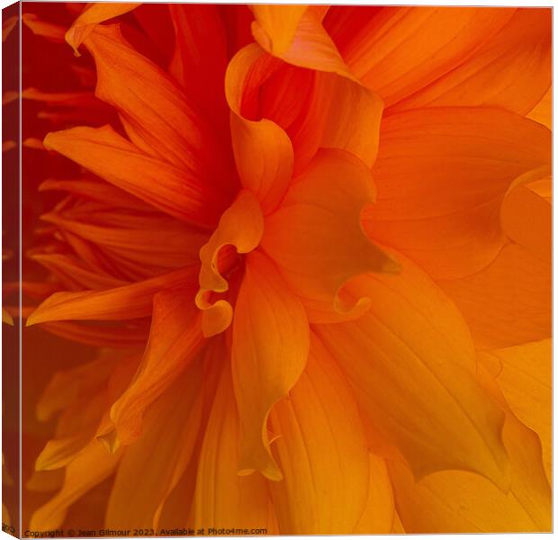 Close up of Dahlia Canvas Print by Jean Gilmour