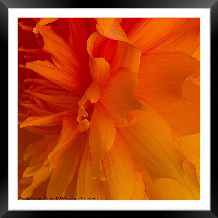 Close up of Dahlia Framed Mounted Print by Jean Gilmour