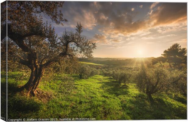 Olive grove in Alta Maremma. Tuscany Canvas Print by Stefano Orazzini