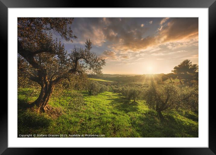 Olive grove in Alta Maremma. Tuscany Framed Mounted Print by Stefano Orazzini
