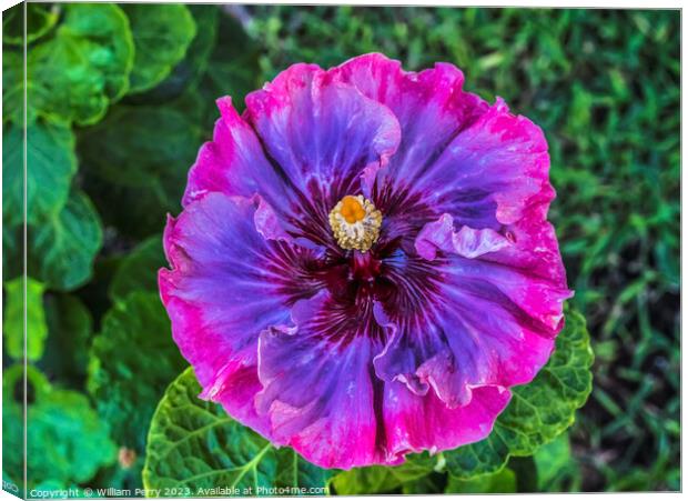 Pink Blue Dark Princess Tropical Hibiscus Flower Waikiki Oahu Ha Canvas Print by William Perry