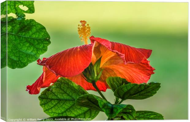 Deep Bright Orange Tropical Hibiscus Flower Hawaii Canvas Print by William Perry