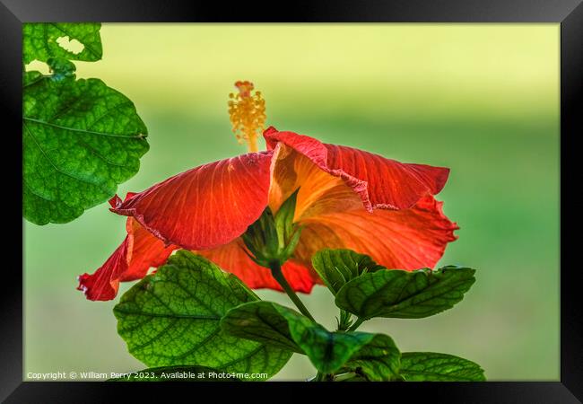 Deep Bright Orange Tropical Hibiscus Flower Hawaii Framed Print by William Perry
