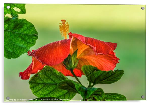 Deep Bright Orange Tropical Hibiscus Flower Hawaii Acrylic by William Perry