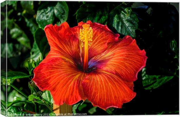 Deep Bright Orange Tropical Hibiscus Flower Hawaii Canvas Print by William Perry