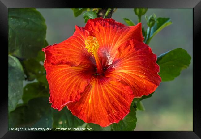 Deep Bright Orange Tropical Hibiscus Flower Hawaii Framed Print by William Perry