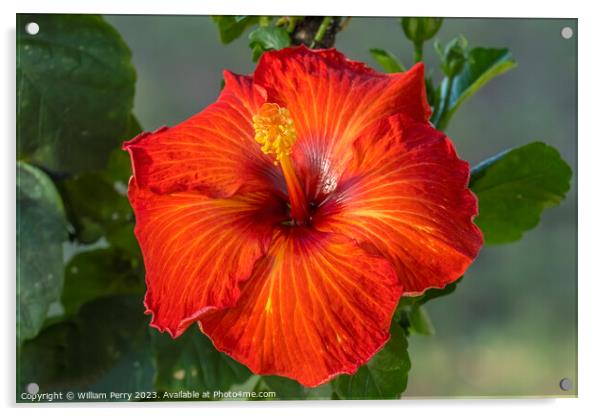 Deep Bright Orange Tropical Hibiscus Flower Hawaii Acrylic by William Perry