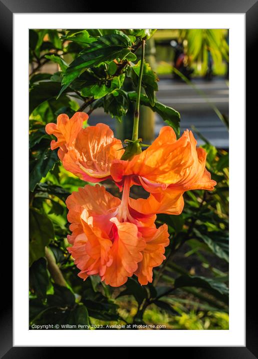 El Capitolio Double Orange Tropical Hibiscus Framed Mounted Print by William Perry