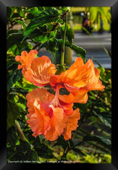 El Capitolio Double Orange Tropical Hibiscus Framed Print by William Perry