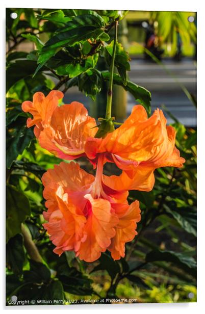 El Capitolio Double Orange Tropical Hibiscus Acrylic by William Perry