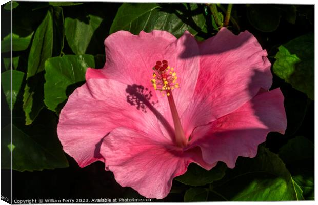 Viceroy Dark Pink Tropical Hibiscus Flowers Hawaii Canvas Print by William Perry