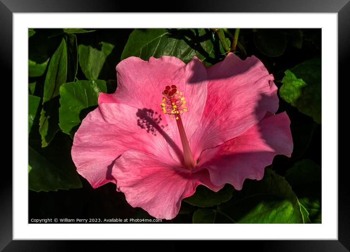 Viceroy Dark Pink Tropical Hibiscus Flowers Hawaii Framed Mounted Print by William Perry