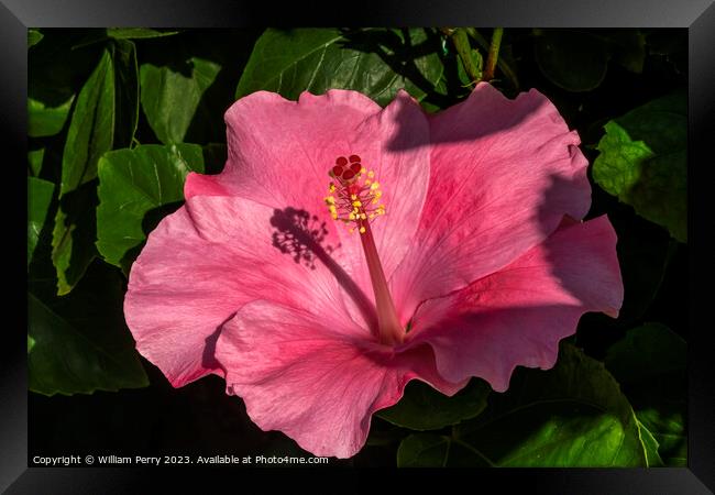 Viceroy Dark Pink Tropical Hibiscus Flowers Hawaii Framed Print by William Perry